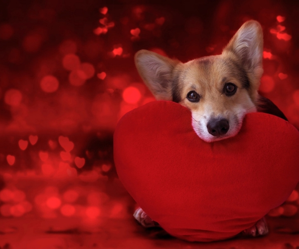 Dog Safety Valentine's Day