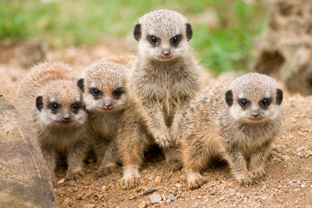 zoo